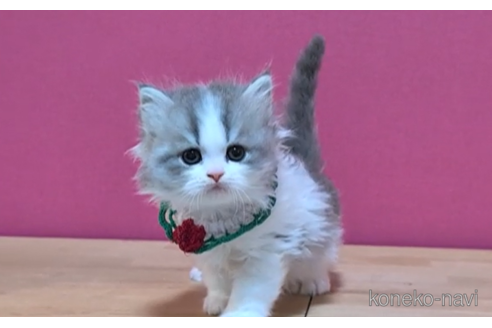 成約済の東京都のスコティッシュフォールド-105328の5枚目